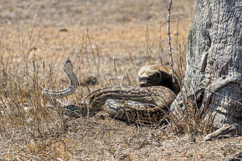 Introducing Badgers Could Disrupt Native Ecosystems
