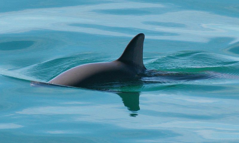 Vaquita's Plight: What Can Be Done To Help?