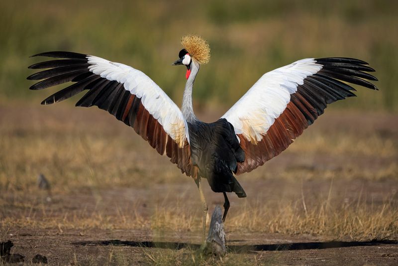 Floating Royalty: African Crowned Crane