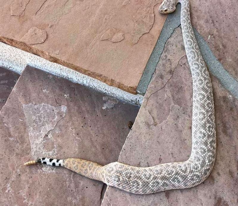What Made This Western Diamondback Different From The Rest?