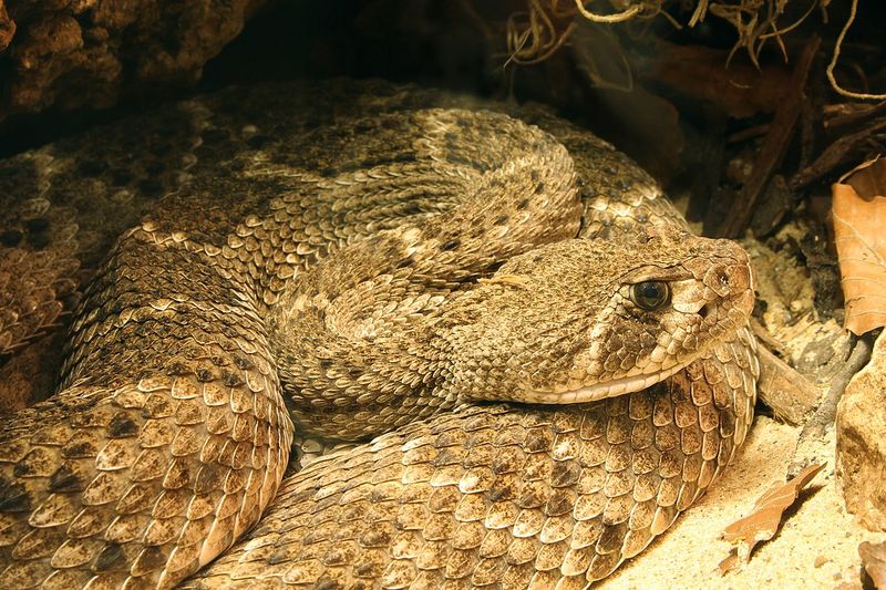 Common Body Patterns In Western Diamondback Rattlesnakes