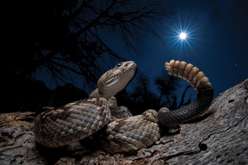Conservation Status Surprise
