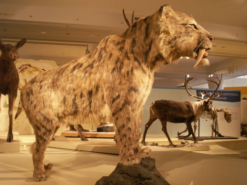 Curved Daggers Of Danger: Saber-Toothed Cats Stalked The Sunshine State