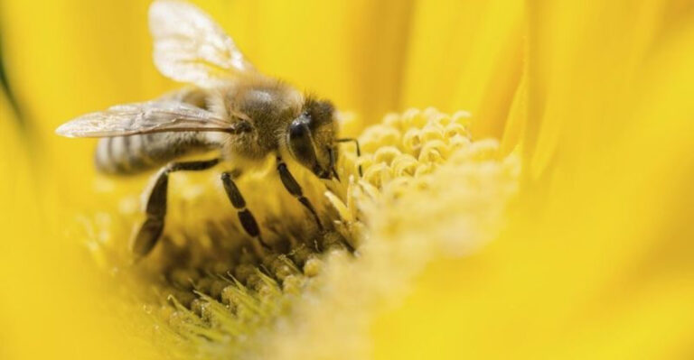 The Reasons Why Bees Make Tasty Honey