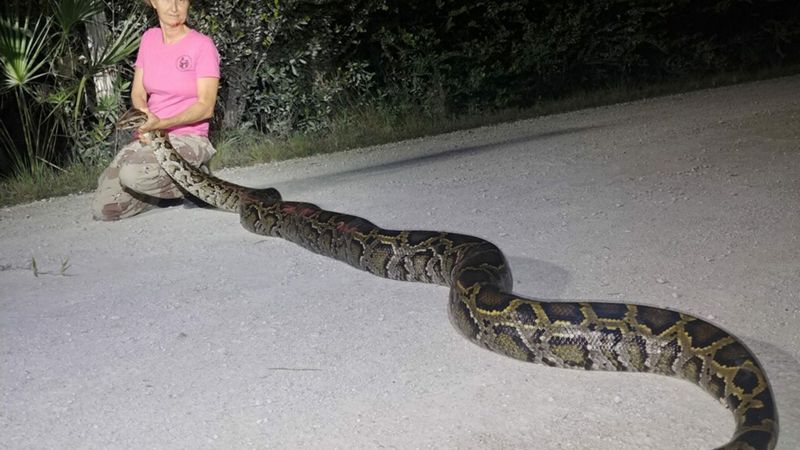 The Tamiami Trail Titan – 17.5 Feet