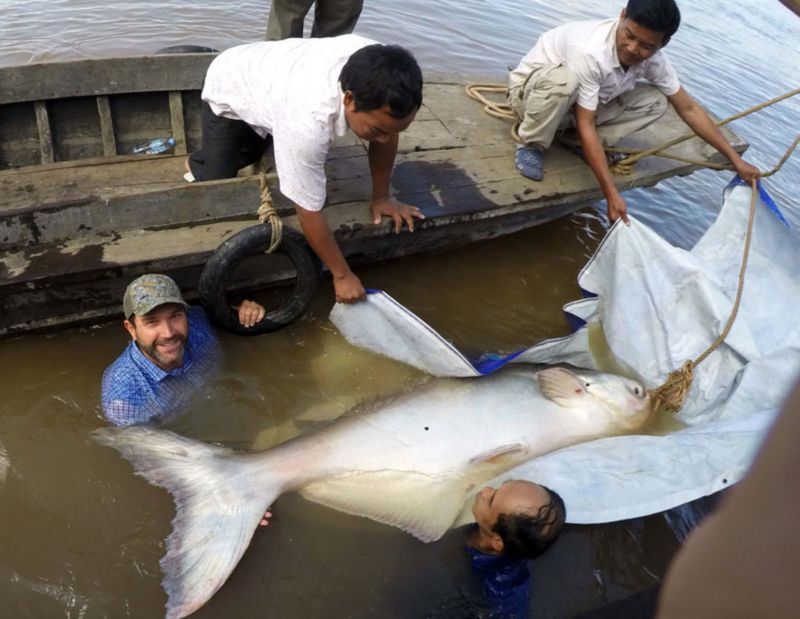 No Larger Freshwater Catfish Has Been Recorded