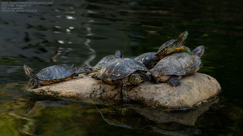 Red-Eared Slider Behavior And Social Structure