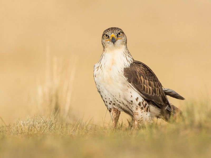 The Ferruginous Hawk