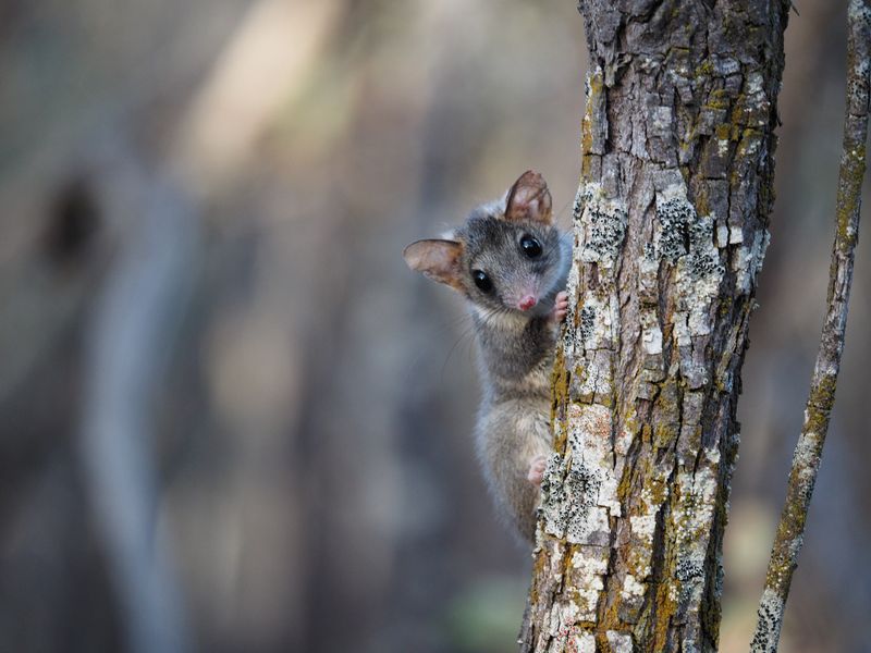Conservation Efforts Behind The Comeback