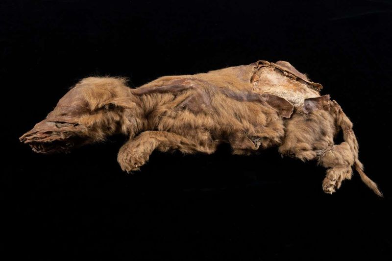 How Siberian Permafrost Preserved A Brown Bear For Millennia