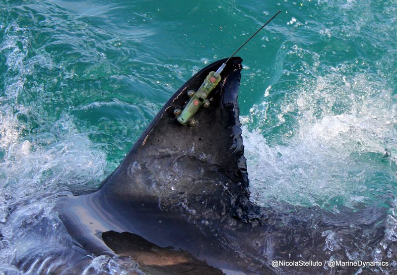 How Scientists Tracked The Shark's 4,000-Mile Migration