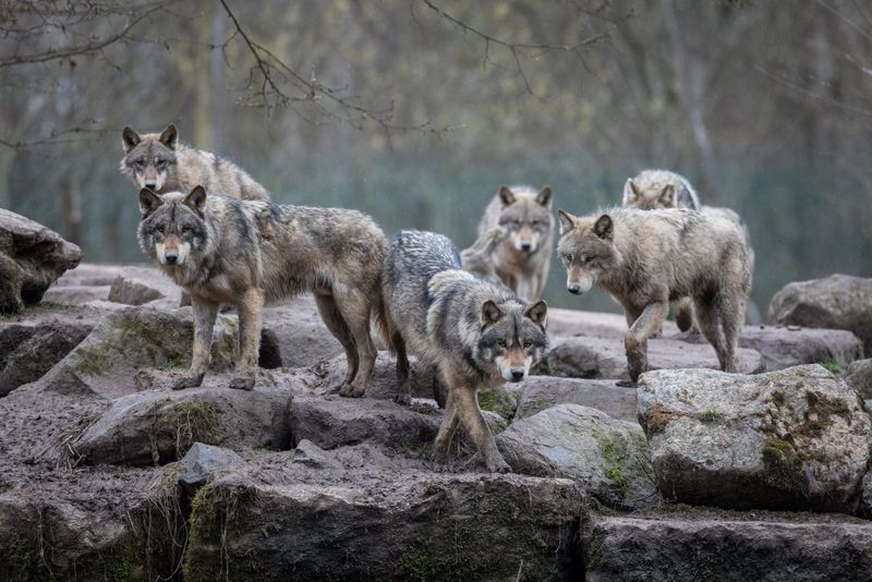 Pack Decision-Making Is Democratic
