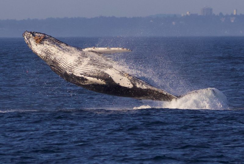 Humpback Comeback Story