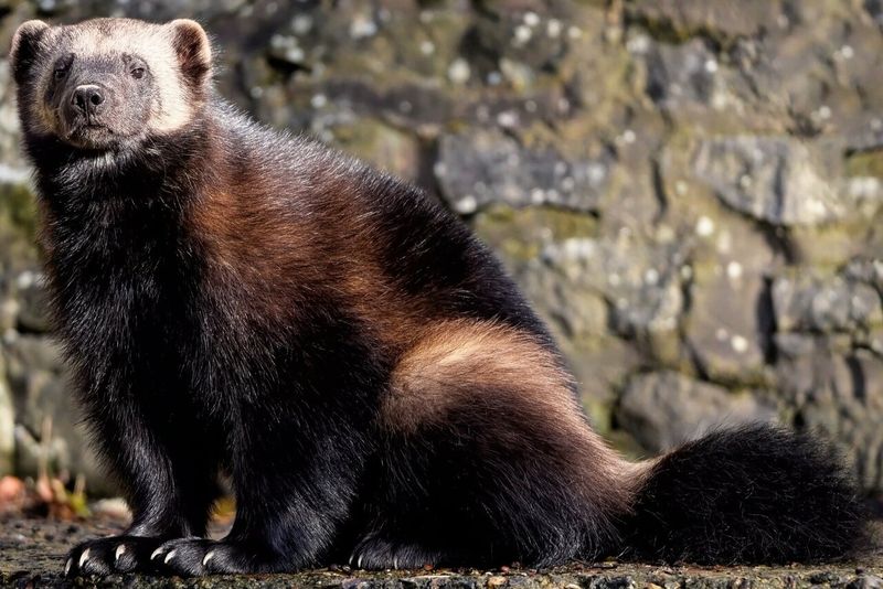 What Does The Wolverine's Comeback Mean For Future Species Recoveries?