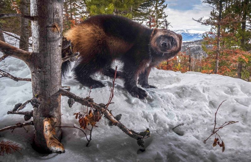 From Extinction To Recovery