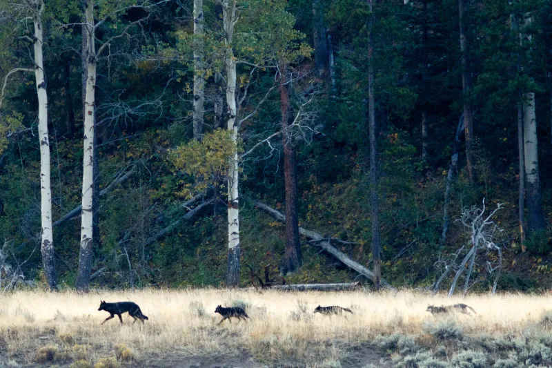 How Wolves Reshaped Yellowstone's Ecosystem