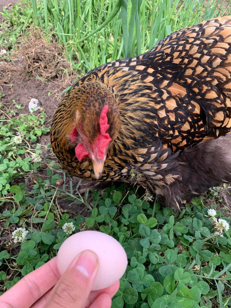 The Barred Rock