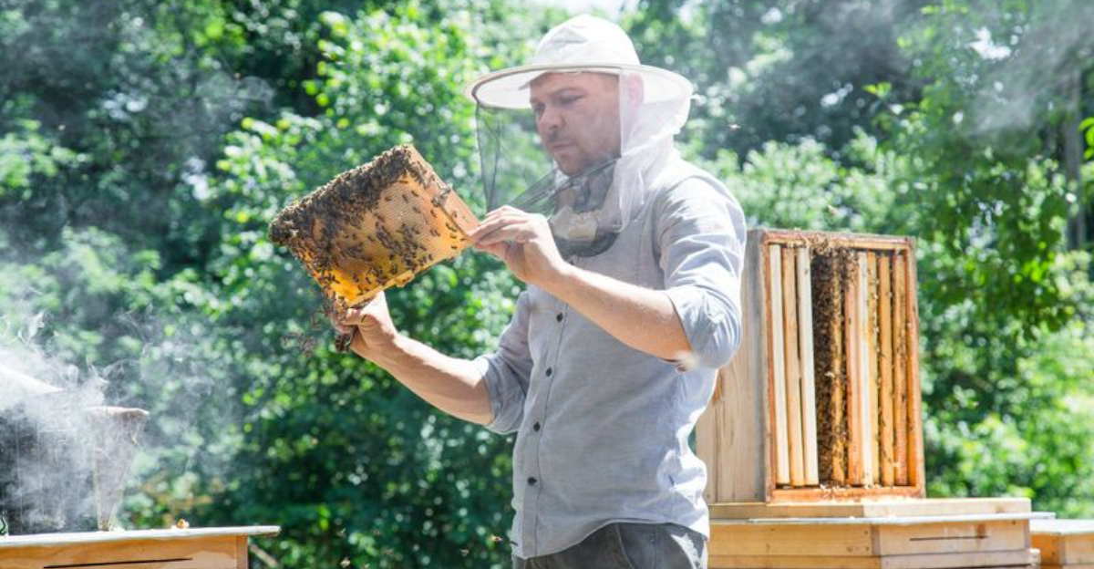 The Rise Of Backyard Beekeeping: How Americans Are Saving Pollinators One Hive At A Time