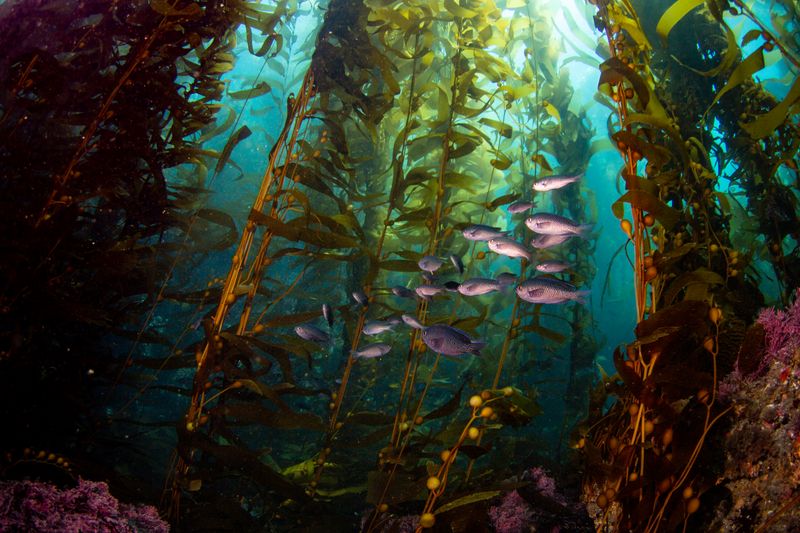 What Are Seaweed Forests And Why Are They Important?