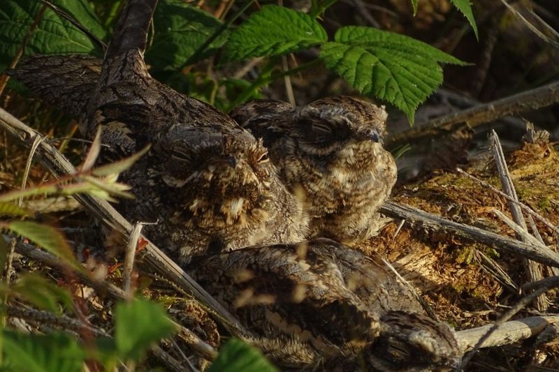 Camouflage: HowThey Stay Hidden From Predators