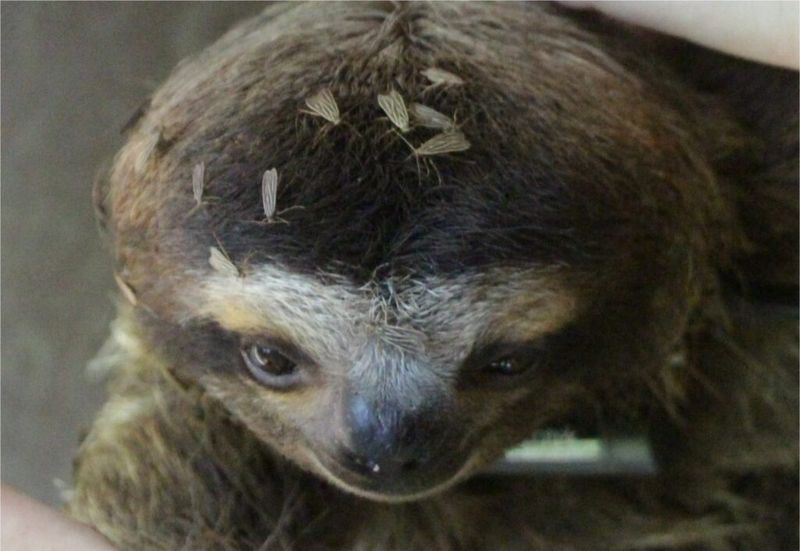 The Unique Role Of Pyralid Moths In The Sloth's Life