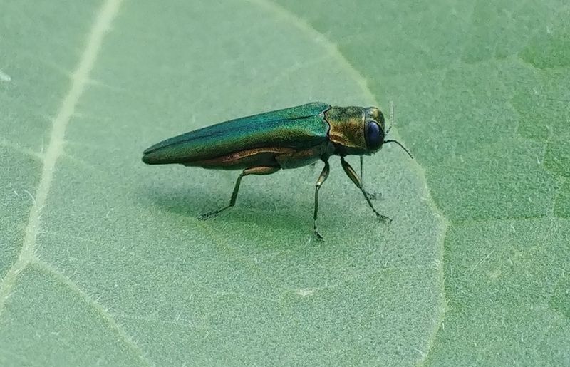 Identifying Common Invasive Insect Species In The U.S.