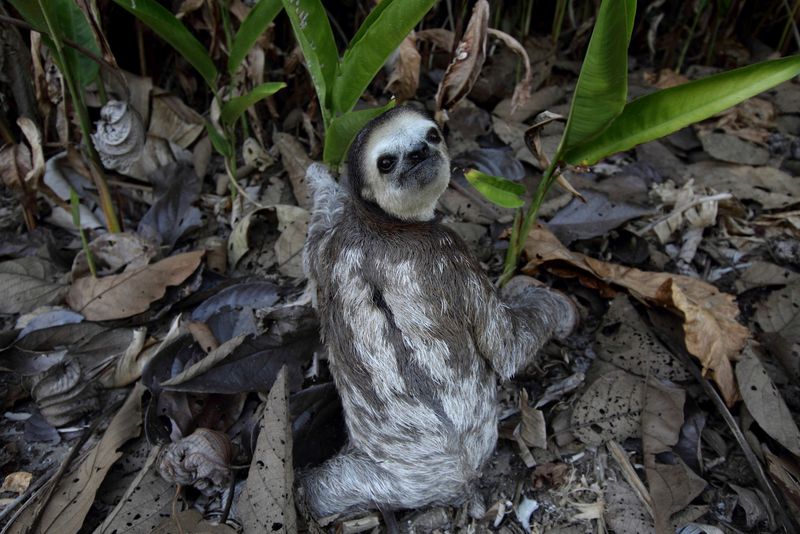 Why Sloths Descend From The Safety Of The Trees