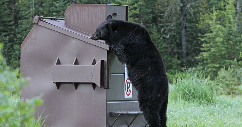 Why Do Bears Raid Human Food Stores?