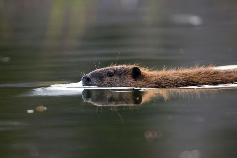 Historical Decline Of Beavers And Its Impact On U.S. Ecosystems