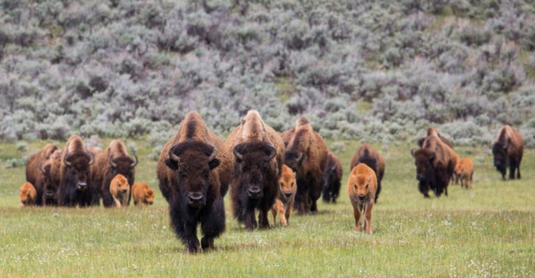 The Role Of Bison In Native American Spiritual Traditions