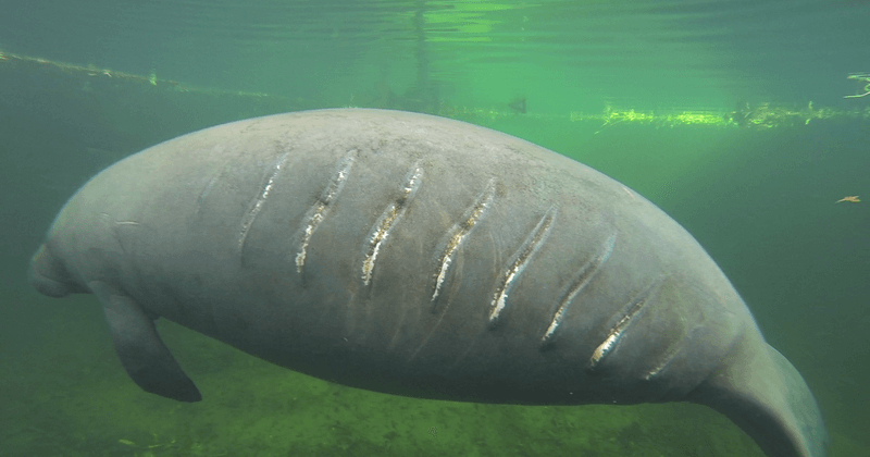 The Challenges Of Boat Strikes On Manatees