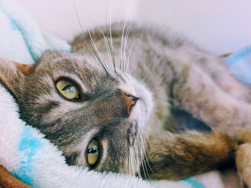 Emotional Sensitivity To Owners