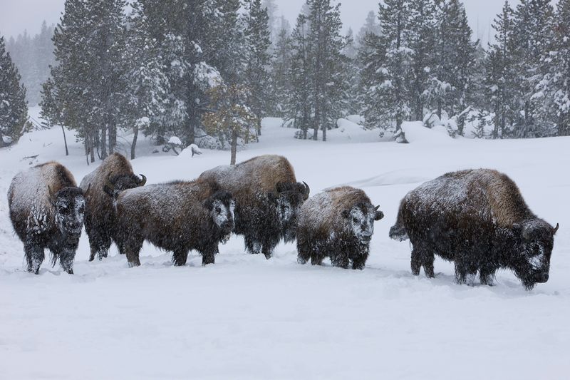 Buffalo As A Symbol Of Strength And Survival