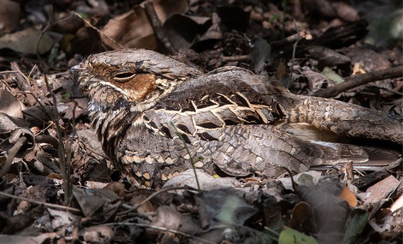 Why It Is Called The 'Dragon Bird Of The Night'