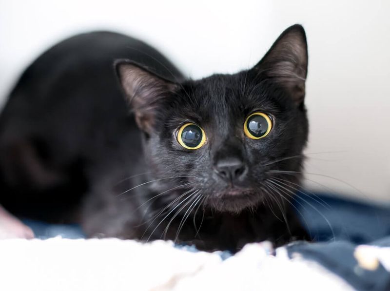 Why Cats' Eyes Change Size