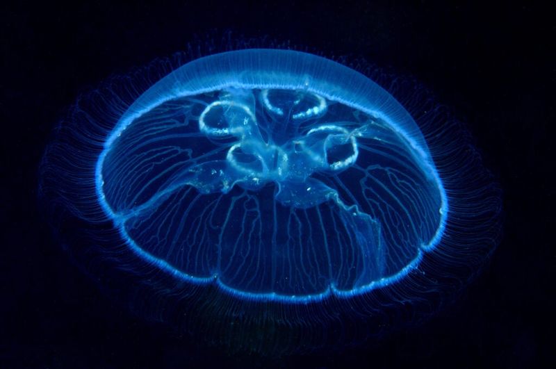 Comb Jellies Vs. Jellyfish: What's The Difference?