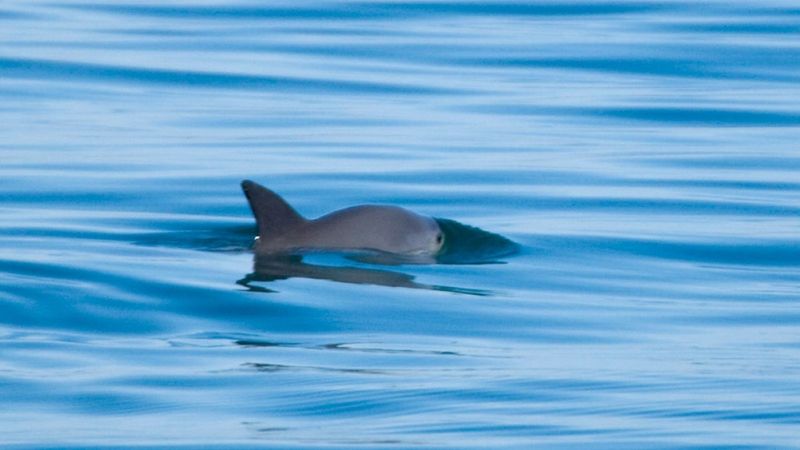 How The Vaquita Became A Symbol Of Marine Conservation