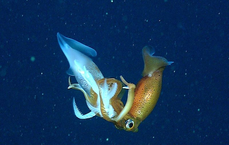 Understanding The Complexity Of Oceanic Life