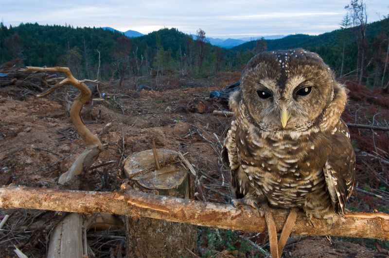 Why De-Extinction Is A Diversion From Real Conservation Efforts