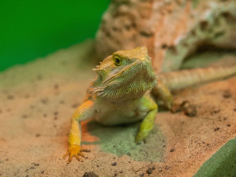 Spiny Lizards: Masters Of Rapid Adaptation