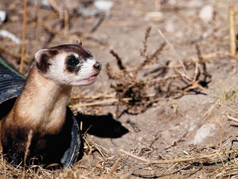Introducing The Cloned Ferret To Its Natural Habitat