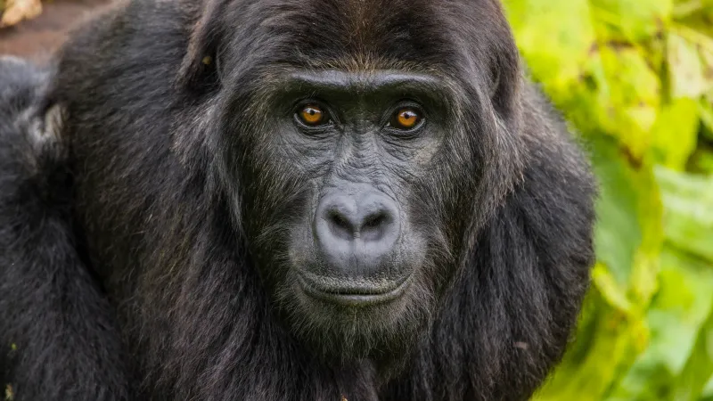 What The Gorilla Fossil Tells Us About Great Apes