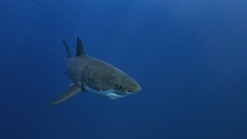 Previous Notable Shark Visitors To The Region