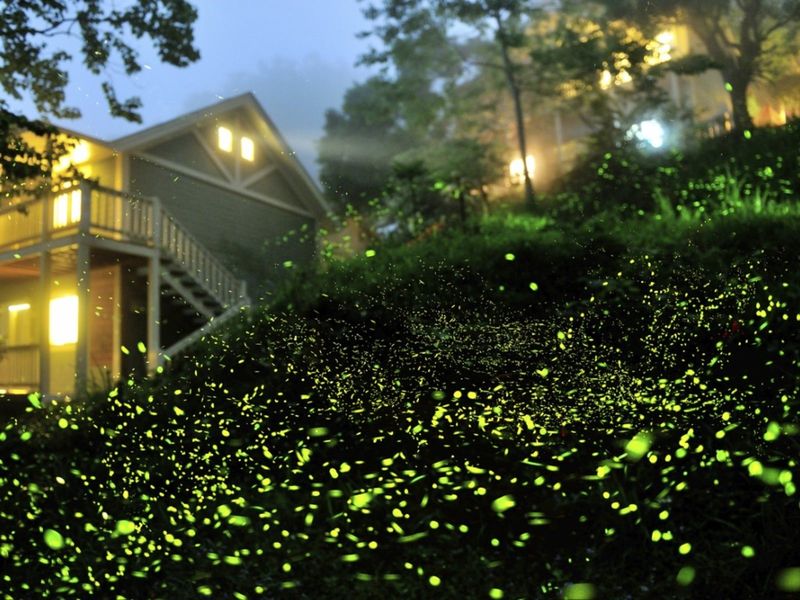 How Light Pollution Is Affecting Fireflies