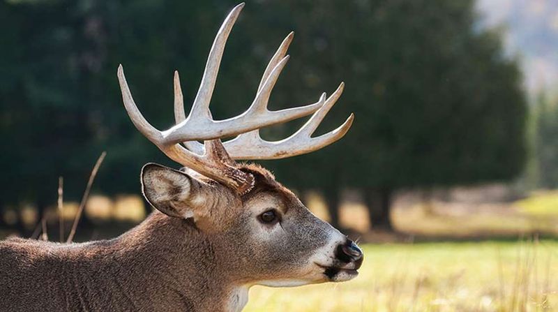 Challenges In Verifying Deer Records: The Process Explained
