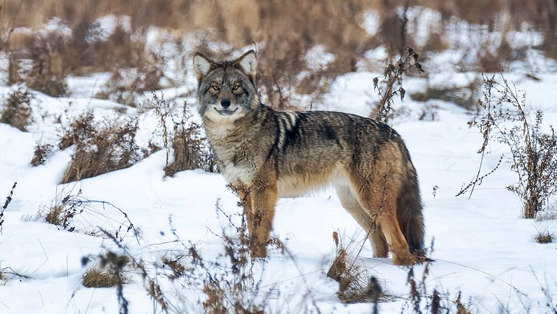 Coywolves Redefine Predator Adaptability