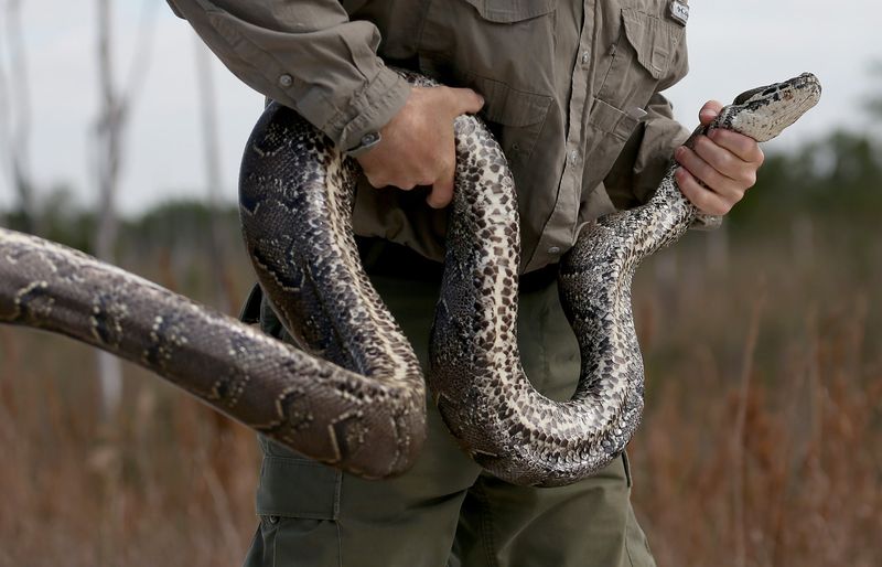 The Importance Of Snake Owners' Responsibilities