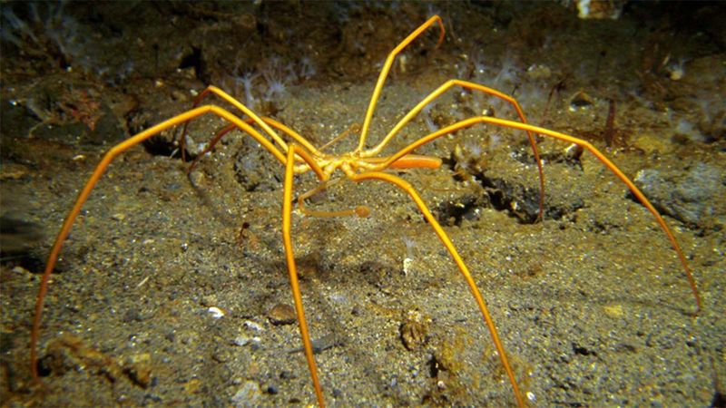 A Look Into The Deep Sea Food Web And Chemosynthetic Organisms
