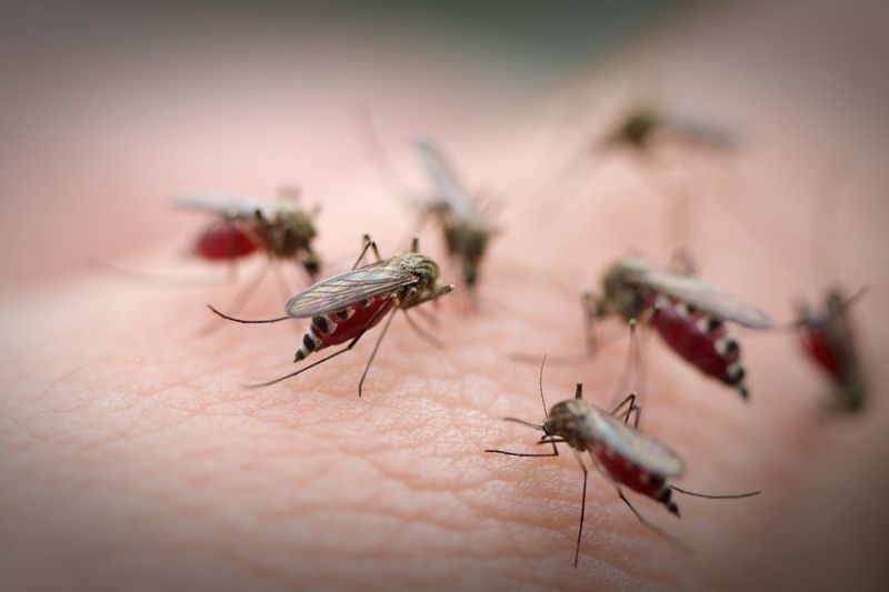 How Genetically Modified Mosquitoes Could Save Hawaii's Honeycreepers
