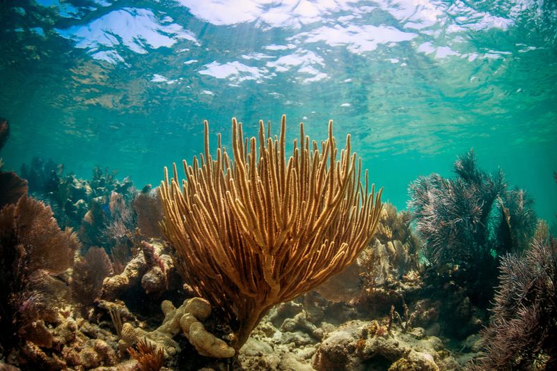 Florida Keys Are Home To Diverse Marine Life